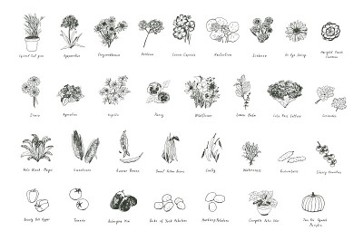 植物，香草，蔬菜，花卉插图