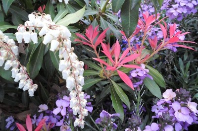 群花