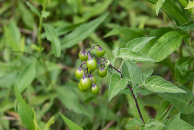 苦乐参半的茄属果实在夏天成熟