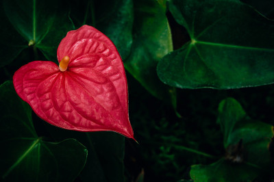 红掌花近了