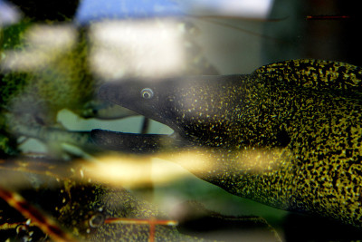 水族馆里有鳗鱼，到处都是龙虾