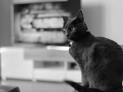 俄罗斯蓝猫的肖像