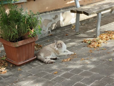 猫家庭