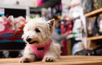 在宠物店的西部高地小猎犬的肖像