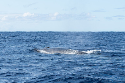 侧面的Sei Whale (Balaenoptera borealis)和它的气孔，因为它表面呼吸在