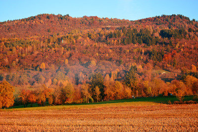 the red color of autumn