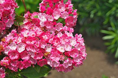 Kalmia