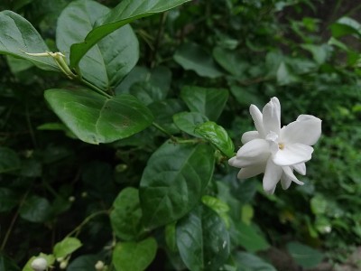 茉莉花，茉莉花，阿拉伯茉莉花，茉莉花