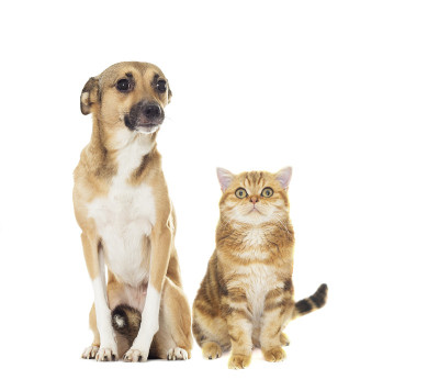 红色的狗和猫看