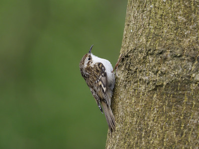Treecreeper, Certhia familiaris