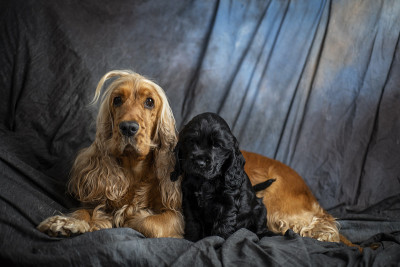 可卡犬
