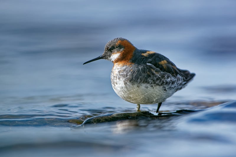 红颈Phalarope - Phalaropus lobatus小涉水者，繁殖在北美和欧亚的北极地区