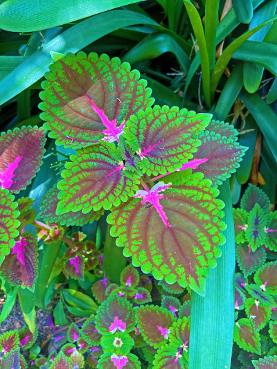 绿色和粉色植物