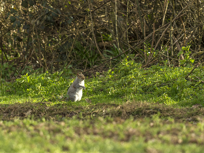 灰松鼠(Sciurus carolinensis)在林地觅食