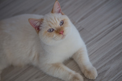 英国短毛猫