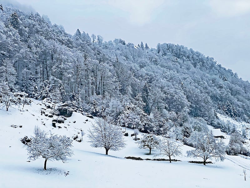 瑞士卢塞恩州韦吉斯的瑞吉山山坡上的亚高山混交林的新积雪。