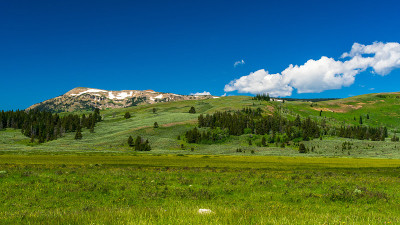 Meadow with Wildflowers in Yellowstone National Pa