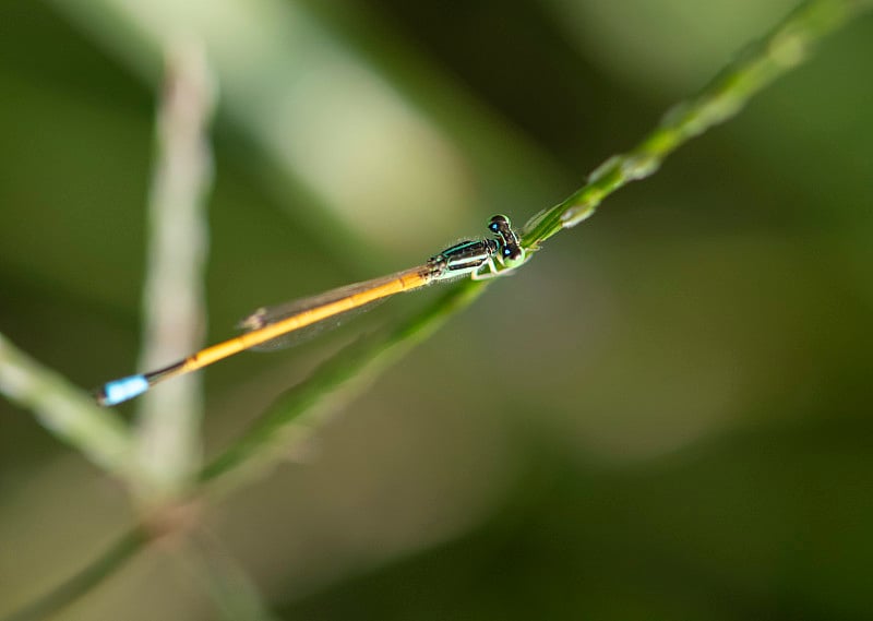 Golden Dartlet (Ischnura aurora)