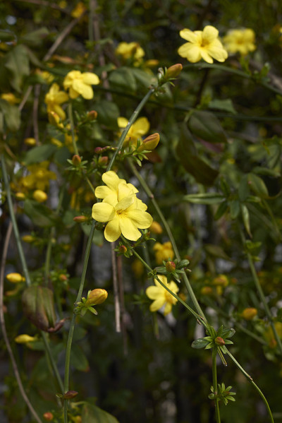 Jasminum mesnyi