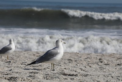 海鸥