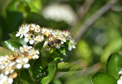 蜜蜂在野莓花上。特写镜头,宏。Aronia melanocarpa