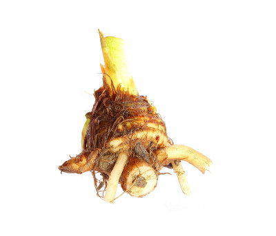芋头根菜
