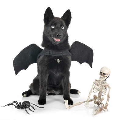 黑pomsky