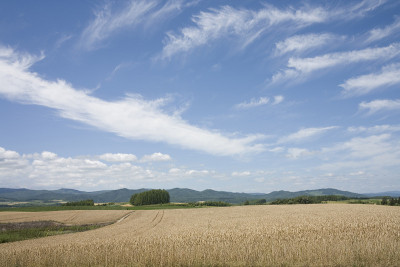 麦田，小麦和云