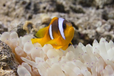 泡尖海葵中的红海海葵鱼