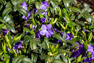 Bright blue periwinkle (Vinca major) flowers on gr