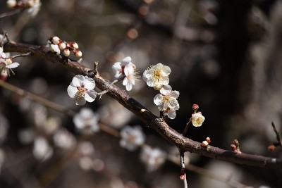 日本的梅花。