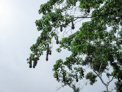 Oropendola nests