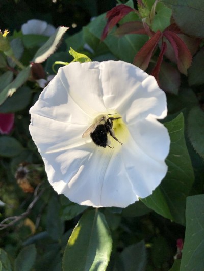 大黄蜂在白色的牵牛花上