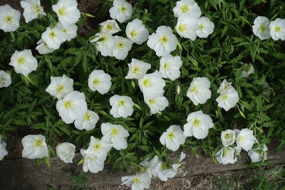 五月花坛白花的俯视图