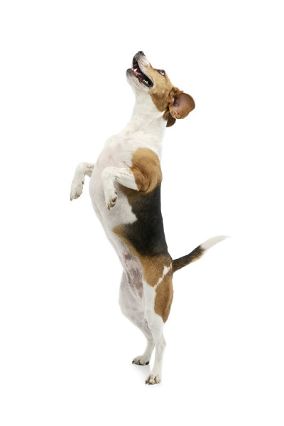 工作室拍摄的可爱的小猎犬