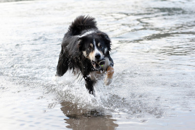 海岸上的边境牧羊犬