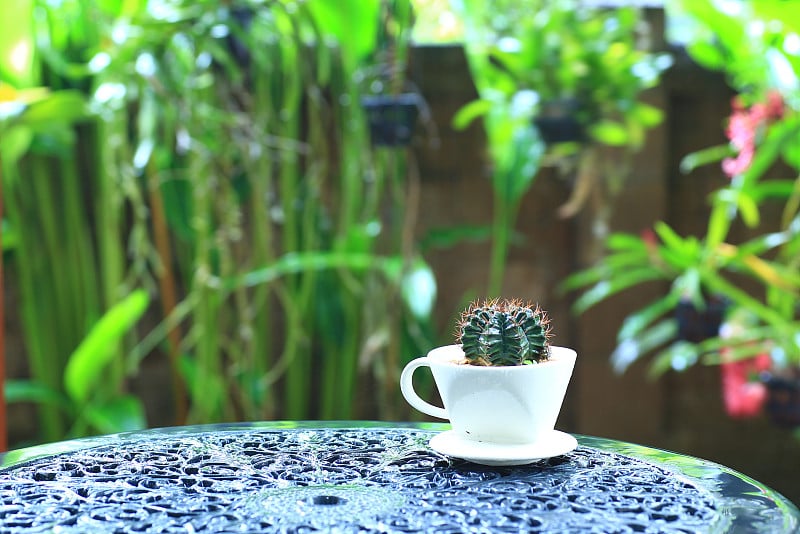 装饰仙人掌在一个陶瓷咖啡杯。热带植物热带气候中的一种外来植物家庭花园中装饰性的多肉沙漠植物。