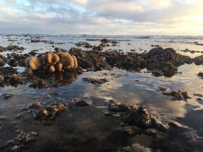 太平洋上方的日落-从黑沙滩凯卡哈在考艾岛，夏威夷，Niihau岛的地平线上。