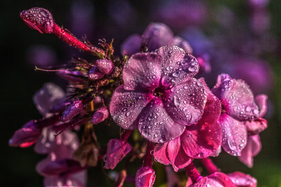 夹竹桃。花园的花。