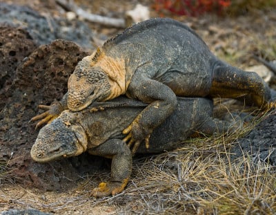 Two land iguanas are fighting with each other.