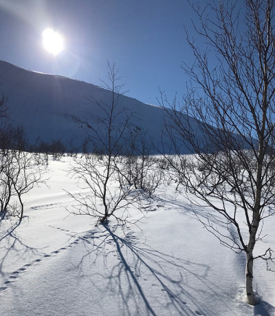 瑞典拉普兰的雪山景色和松鸡和狼獾(鼬鼠科)的足迹