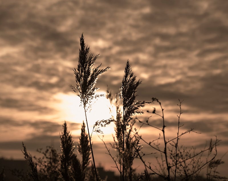 夕阳下，金色的芦苇在风中摇曳。抽象的自然背景。带有中性色彩的图案。简约、时尚、潮流的概念。金莎草，干