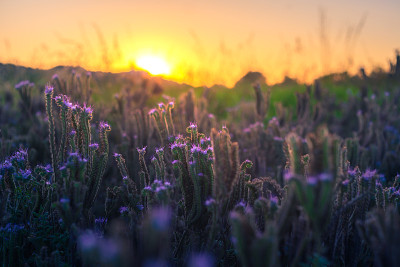 有开花穗的农田。夕阳下美丽的风景。花给蜜蜂，养蜂