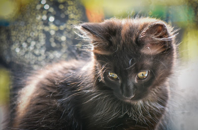 小猫