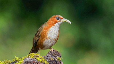锈颊弯刀鸟(Erythrogenys Erythrogenys)是一种原产于东南亚的雀鸟科鸟类。