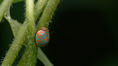 美丽的飞虱(F.Issidae)叶子上