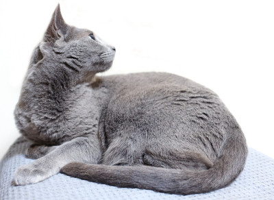 russianblue猫