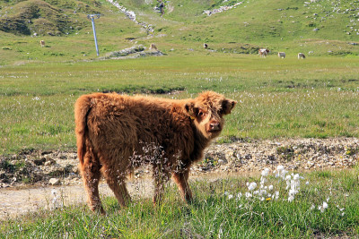 苏格兰Hochlandkalb