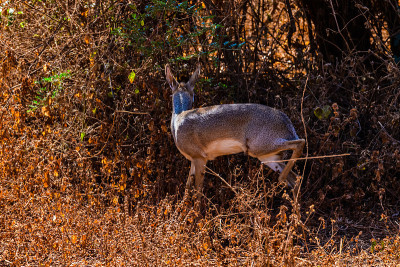坦桑尼亚曼雅拉湖国家公园的Kirk's dik-dik (Madoqua kirkii)。野生动物的