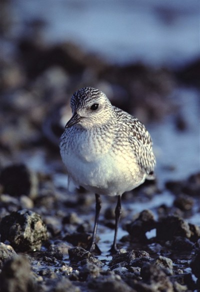 黑腹鸻(Pluvialis Squatarola)